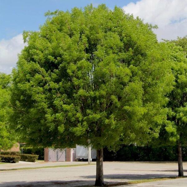 Caoba
