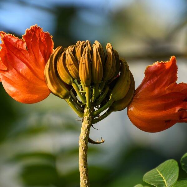 Amapola
