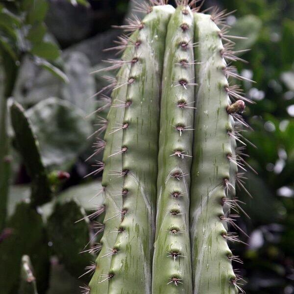 Cactus Cardón