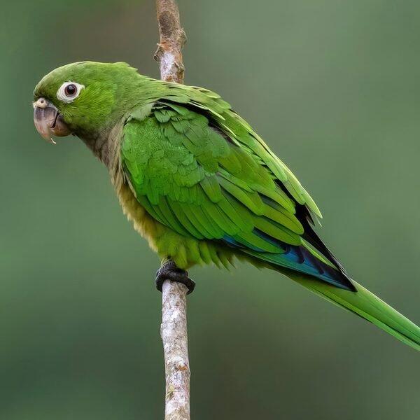 Perico