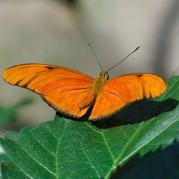 Mariposa Llama