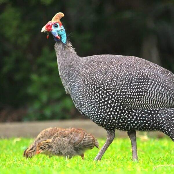 Guinea Fowl
